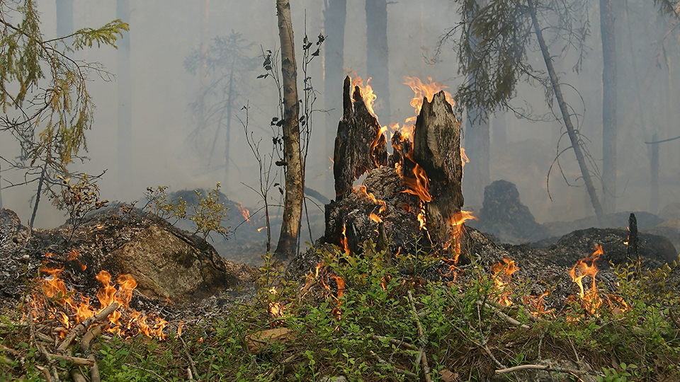 Brand i en skog, foto